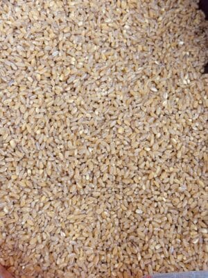 חיטה מקולפת לחמין