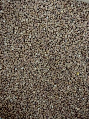 כוסמת ירוקה