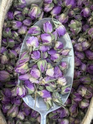 ניצני וורדים