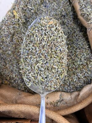 ניצני לבנדר