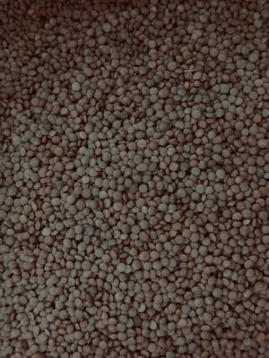 עדשים חומות