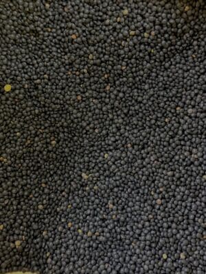 עדשים שחורות