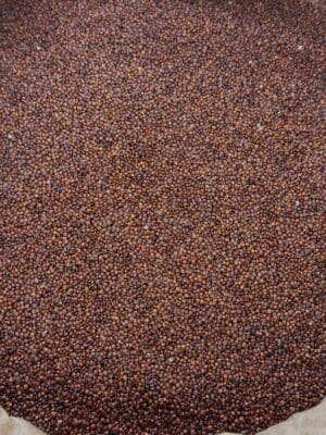 קינואה אדומה