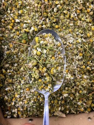 קמומיל (בבונג)