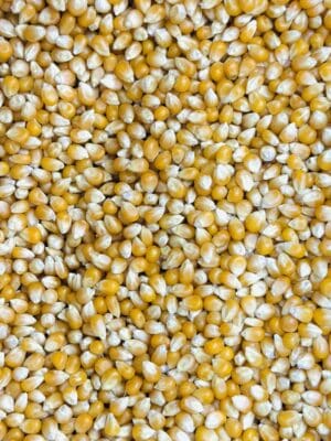 תירס לפופקורן